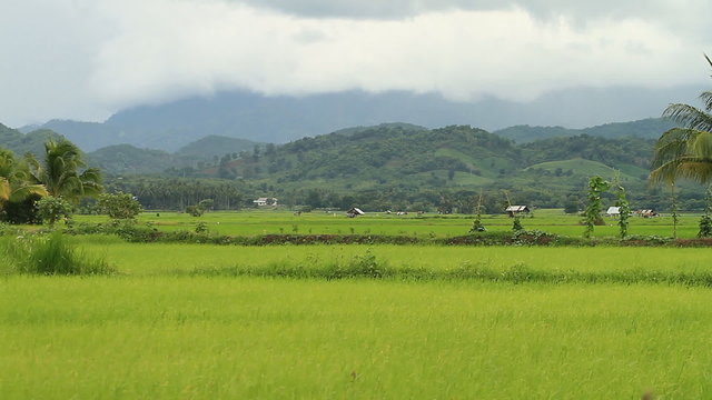 Rice farm in Thailand