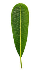 Obraz premium Plumeria leaf isolated on white background