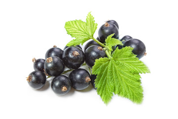 Black Currant