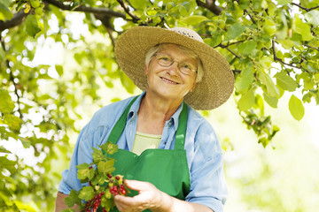 Senior checking a red currant bush