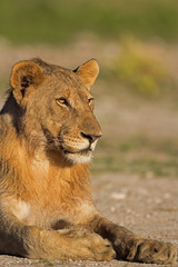 Close-up portrait of young male lion; Panthera leo; Etosha