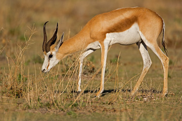 Naklejka na ściany i meble Springbok walking w trawy dziedzinie; Antidorcas marsupialis