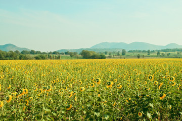 sunflower field