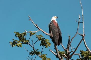 Chobe river african fish eagle