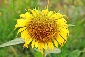 Fototapeta premium beautiful sunflowers