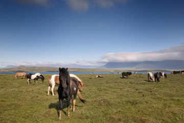 Obraz premium Group of Icelandic Horses.