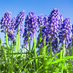 Fototapeta premium Traubenhyazinthen, Muscari, blaue Frühlingsblumen