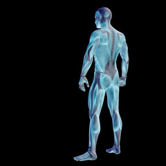 High resolution conceptual 3D human for anatomy