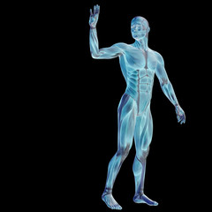 High resolution conceptual 3D human for anatomy