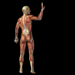 Fototapeta na wymiar High resolution conceptual 3D human for anatomy