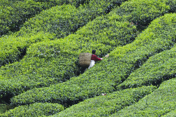 Teeernte,Camellia Sinensis
