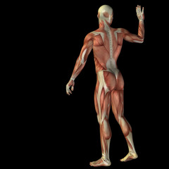 High resolution conceptual 3D human for anatomy