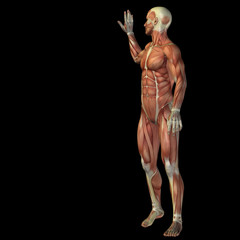 Fototapeta na wymiar High resolution conceptual 3D human for anatomy