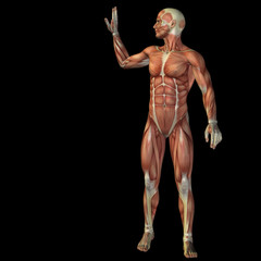 Fototapeta premium High resolution conceptual 3D human for anatomy