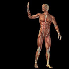 High resolution conceptual 3D human for anatomy