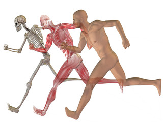 High resolution conceptual human for anatomy,medicine, health