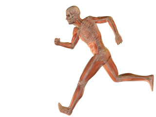 High resolution conceptual human for anatomy,medicine, health