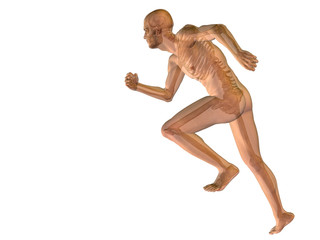 High resolution conceptual human for anatomy,medicine, health