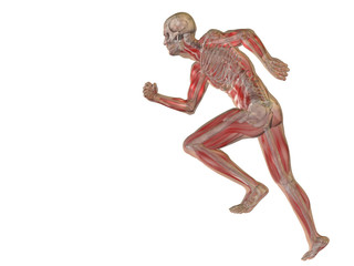High resolution conceptual human for anatomy,medicine, health