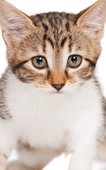 Cute kitten