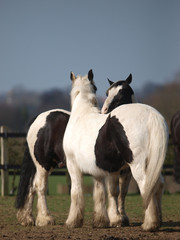 Fototapeta premium Two Horse Scratching