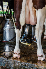 Udders of a cow connected to a milking machine