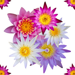 Isolated top view of colorful lotus flowers.