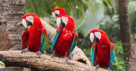 Obraz premium Scarlet Macaw