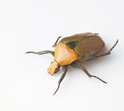 Tumblebug
