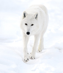 Polar wolf