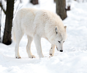 Polar wolf