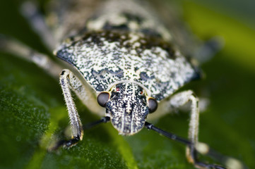 bug black white speckled