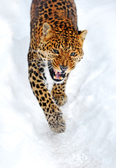 Fototapeta premium Leopard