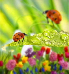 Marienkäfer mit Wassertropfen