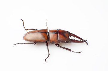 Lucanus