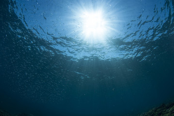 海底から見た太陽と小魚の群れ - obrazy, fototapety, plakaty