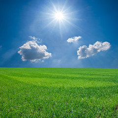 spring green rural field by a sunny day