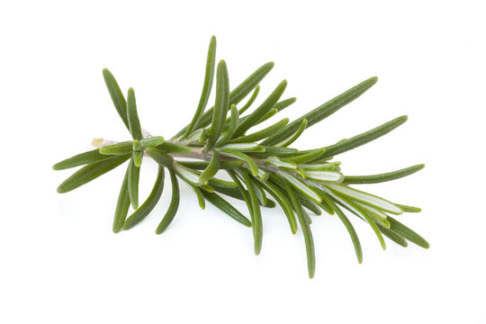 Fresh rosemary isolated on background white_II