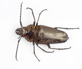 Trictenotomidae