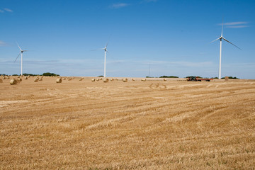 Campo di grano - Normandia - 49111057