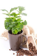 leaves of coffee trees isolated on white