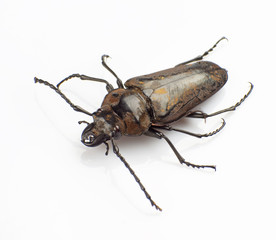Trictenotomidae