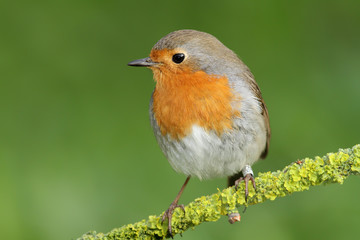 Petirrojo en una rama de líquenes