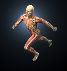 Fototapeta na wymiar Anatomia Sport - biegacz