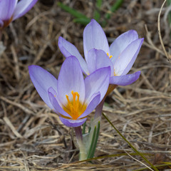 Fototapeta premium small violet crocus