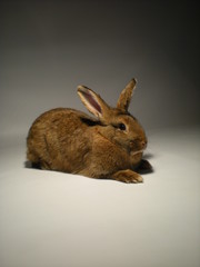 rabbit © Reklamatic