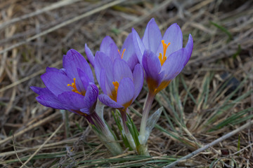 group of a small violet crocus in a dry grass