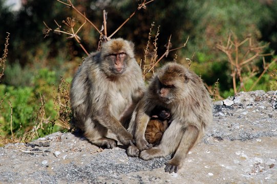 Family of Barbary Apes, Gibraltar © Arena Photo UK