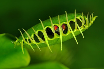 Venus flytrap (Dionaea muscipula) with trapped fly - Powered by Adobe