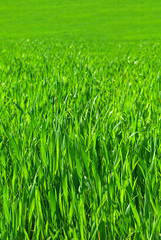 seamless tileable green grass meadow
